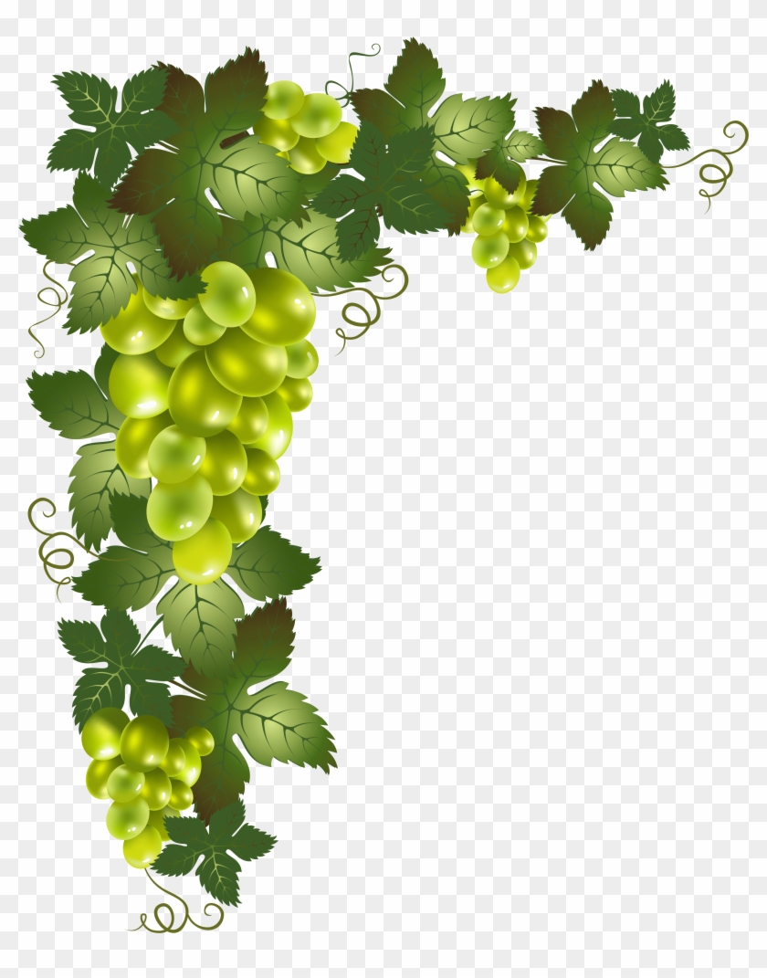 Transparent Background Grape Vine Png, Png Download - 4251x5163 ...