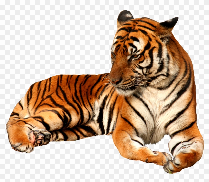 Sitting Tiger Free Png Image - Tiger Png, Transparent Png - 1400x1090 ...