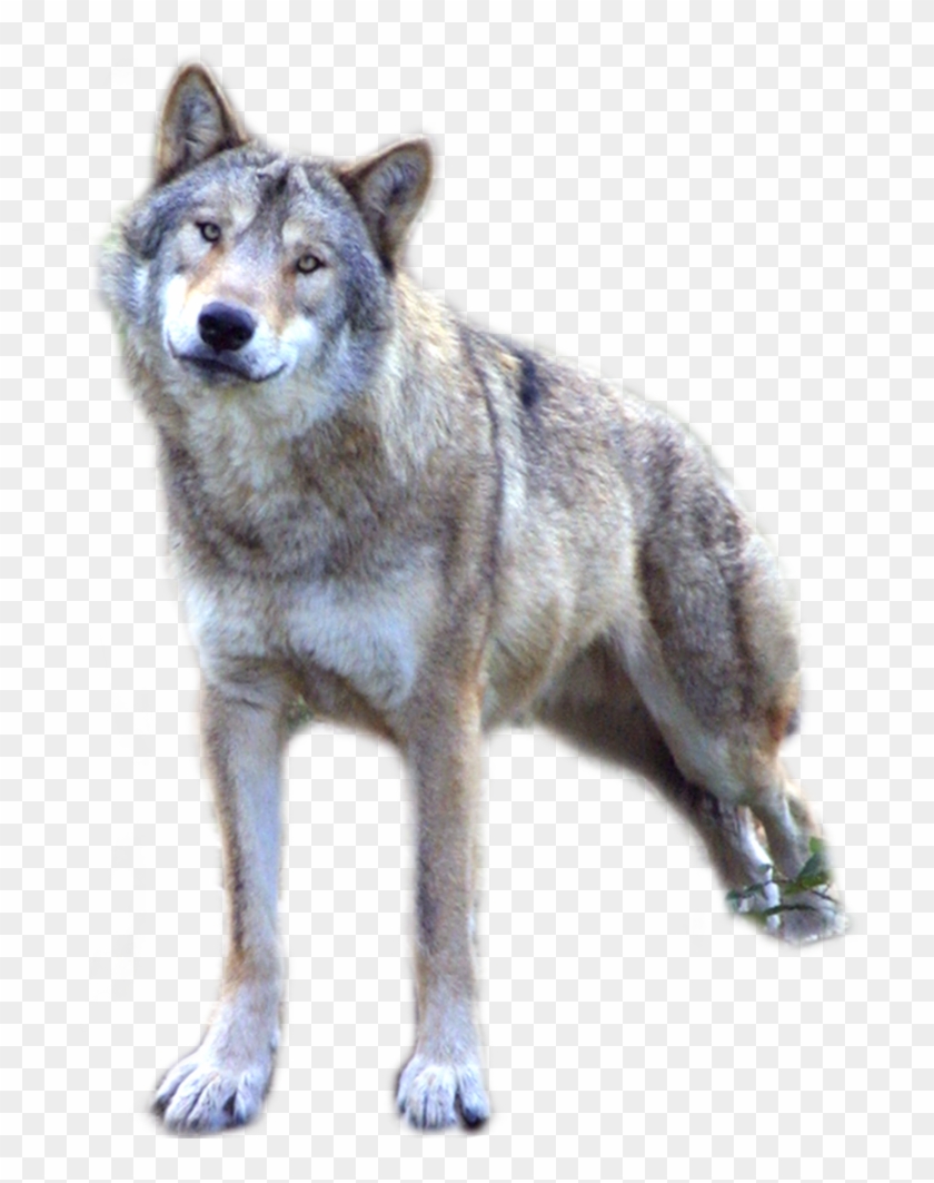 Gray Wolf Transparent Background, HD Png Download - 756x1056 (#595924 ...