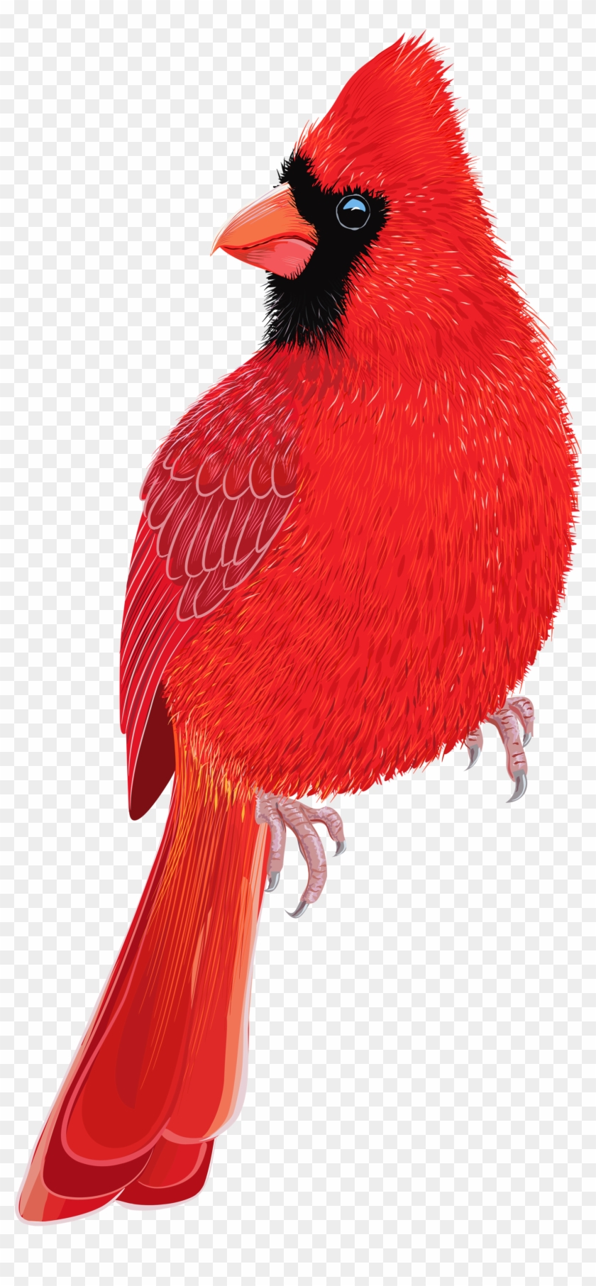 Red Bird Png Clipart Image Red Bird Clipart Png Transparent Png 1698x3500 Pinpng