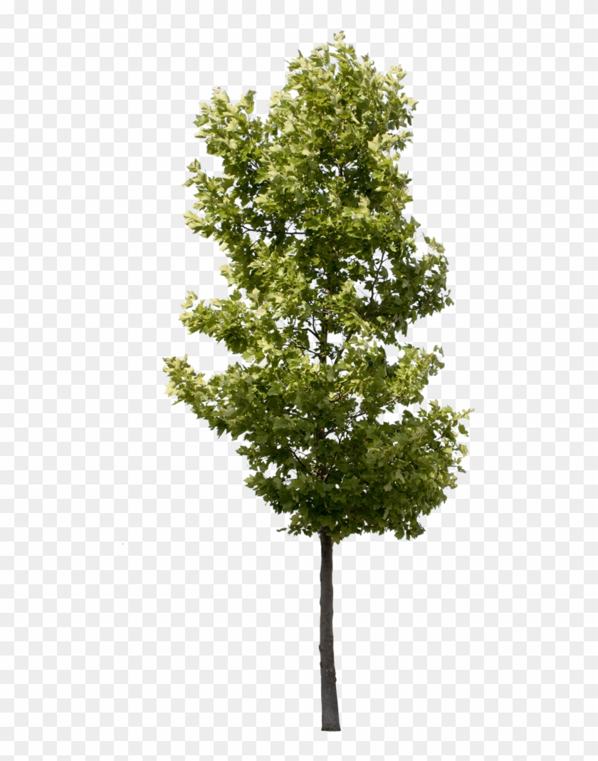 Deciduous Trees Png - Transparent Background Tree Png, Png Download 