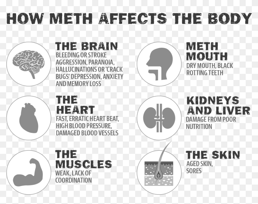 The body bugs. Effect on the Brain. Long term Effects Brain.