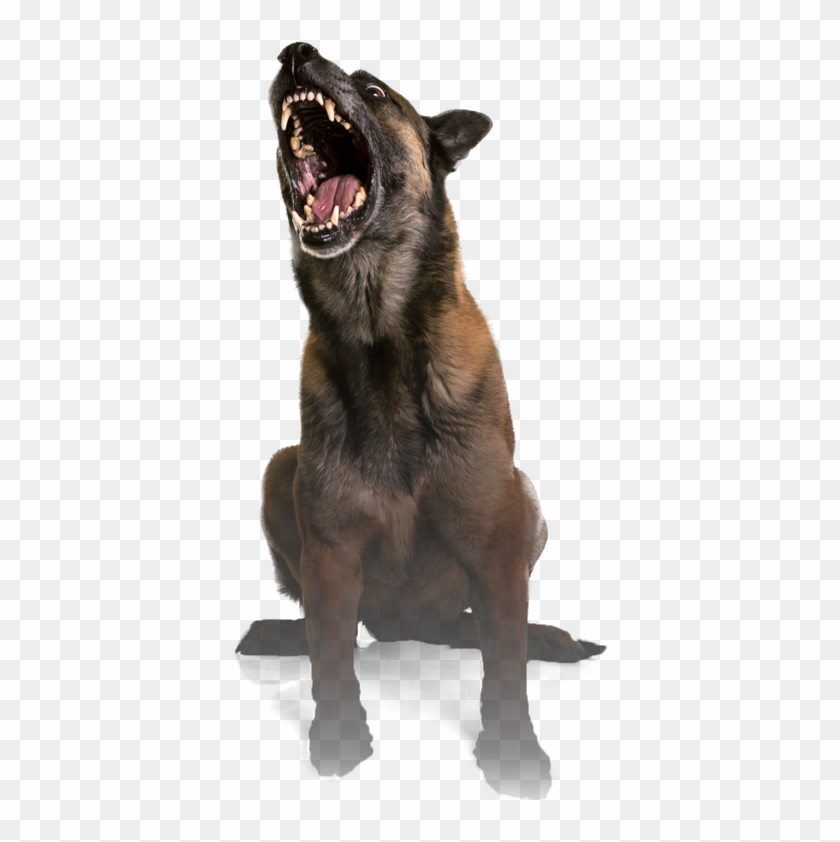 Philadelphia Dog Bite Lawyer - Dog Attack Png, Transparent Png ...