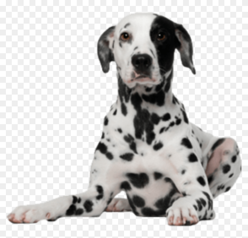 Dalmatian Sticker - Dalmatian Dog Png, Transparent Png - 1024x1024 ...