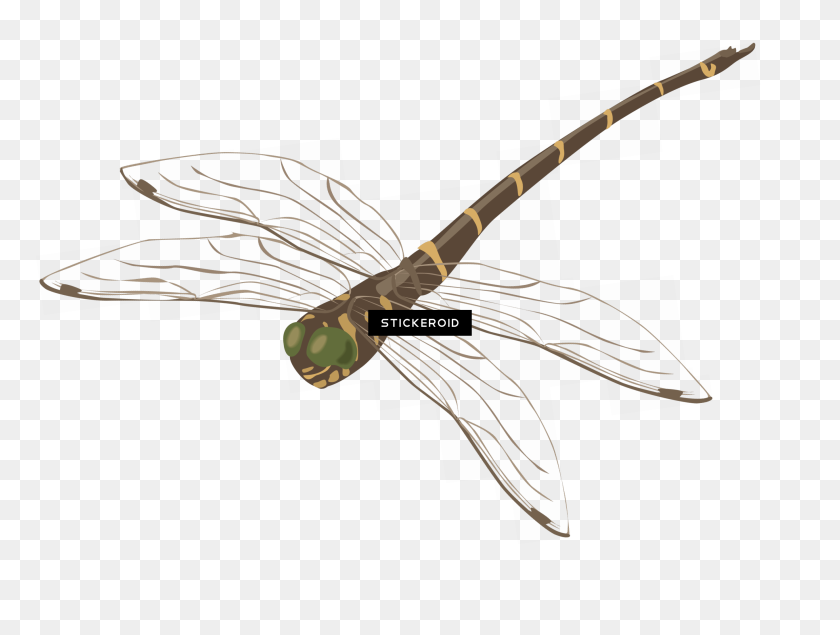 Photography , Png Download - Net-winged Insects, Transparent Png ...