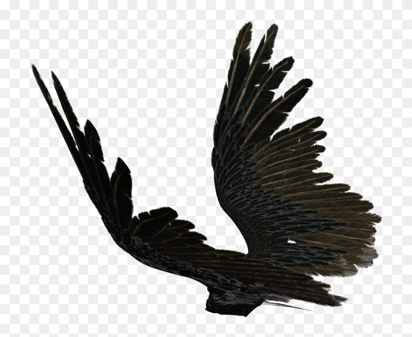 Drawn Angel Torn Wing Source - Black Angel Wings Side View, HD Png ...