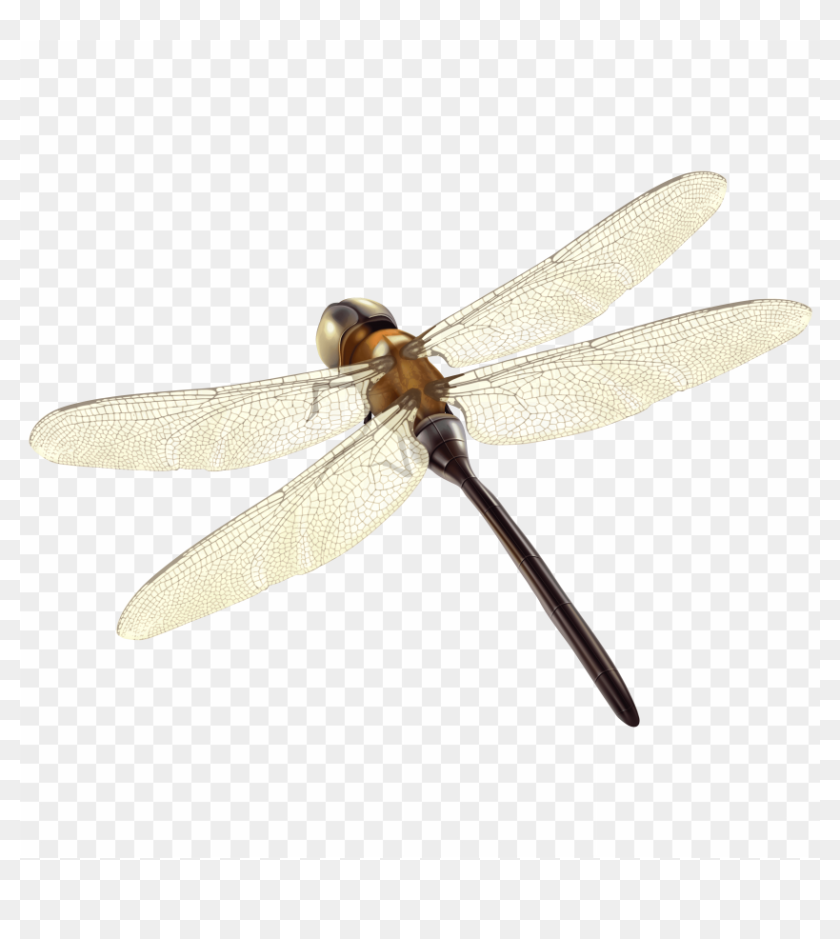 Download Dragonfly Clipart Png Photo - Clipart Transparent Dragonfly ...