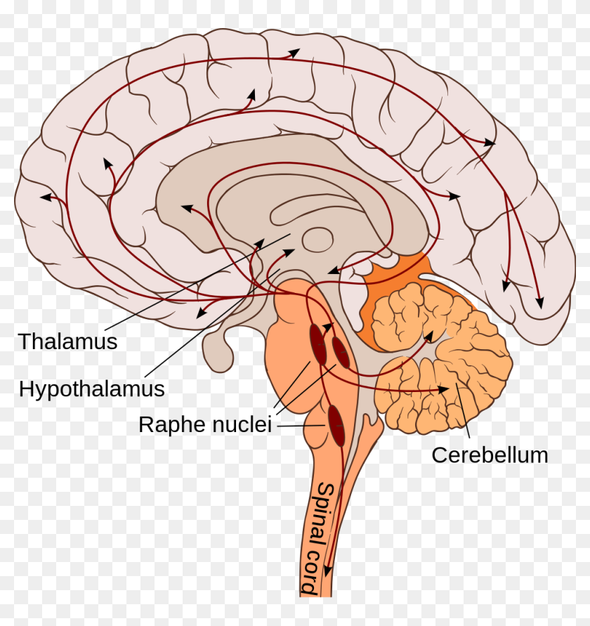 File - Serotonergic Neurons - Svg - Bulbar Region Of Brain, HD Png ...