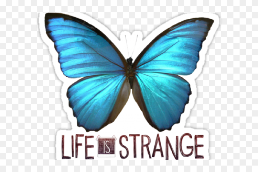 Life being. Life is Strange бабочка. Бабочка из лайф ИС Стрендж. Голубая бабочка из Life is Strange. Синяя бабочка лайф из Стрэндж.