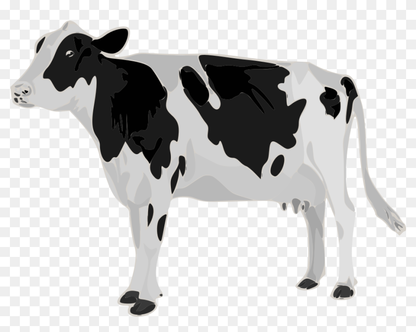 File - 201409 Cow - Svg - Cow With Blank Background, HD Png Download ...