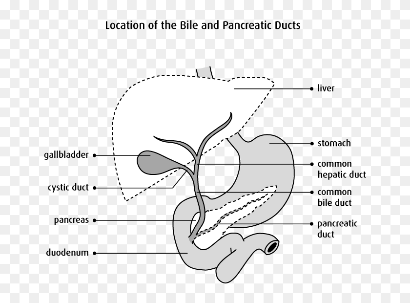 Diagram Of The Location Of The Bile And Pancreatic - Bile Duct Diagram ...