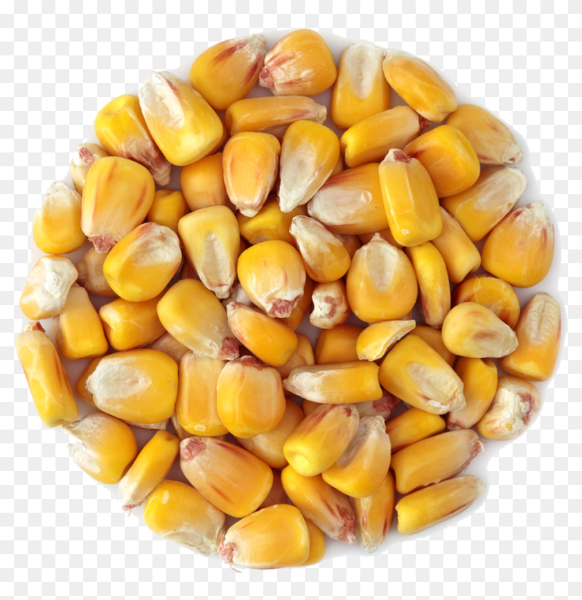 Corn Png Wheat - Corn Grain, Transparent Png - 1019x1052 (#6179165 ...