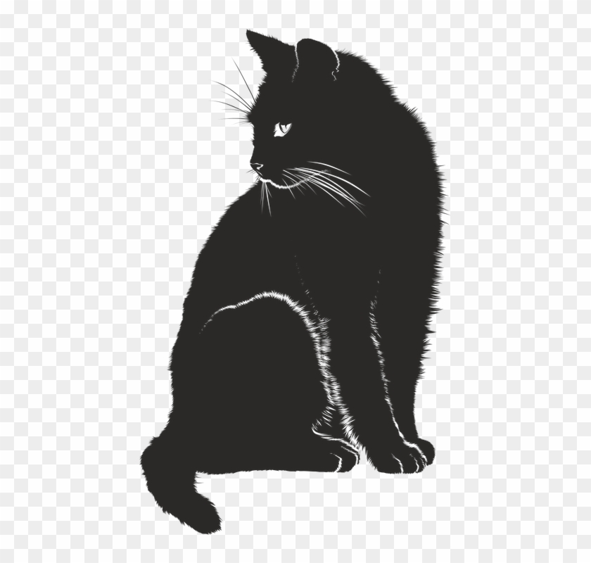 Cat Vector Png - Black Cat Graphic, Transparent Png - 443x720 (#620117 ...