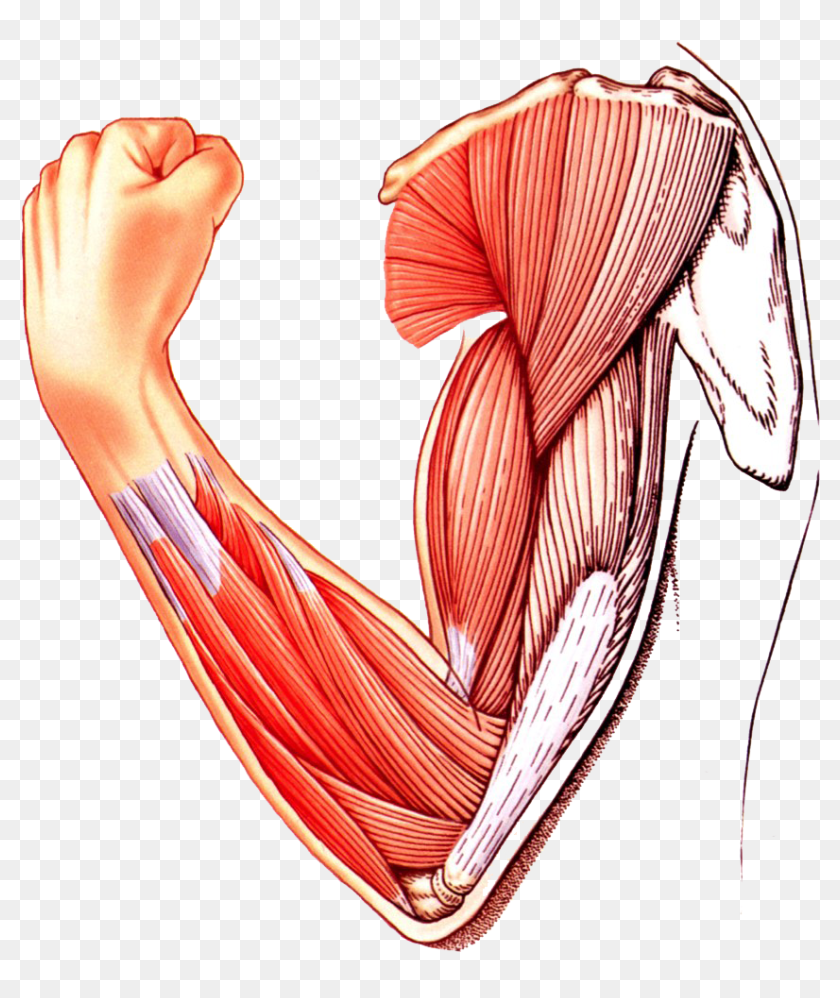 Muscle Arm Download Transparent Png Image - Muscle Tissue, Png Download ...