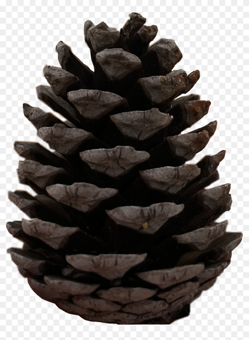 #pine #cone #tree #christmas #freetoedit - Western Yellow Pine, HD Png ...