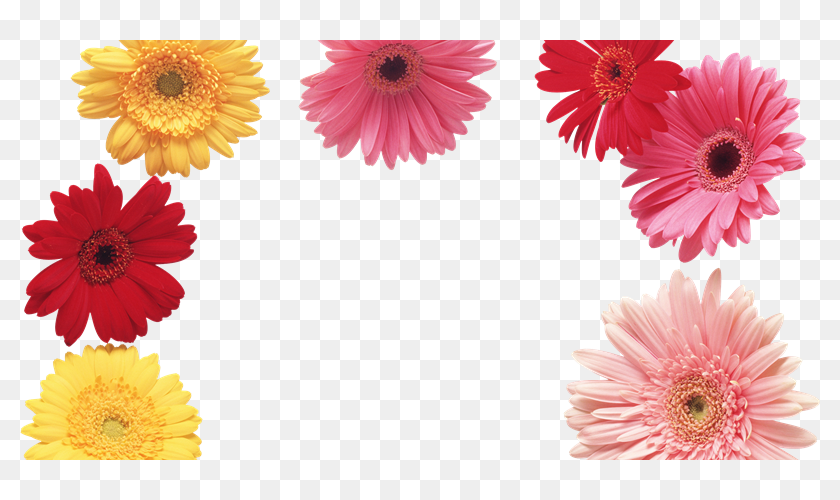 Flores Animadas Png Para Photoscape Barberton Daisy Transparent