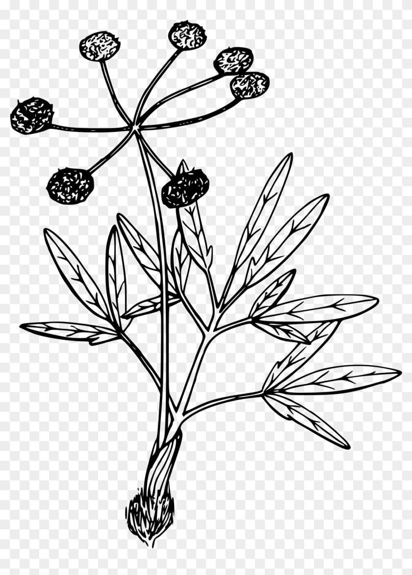 Rosemary Drawing Png Transparent - Desert Flower Drawing Png, Png ...