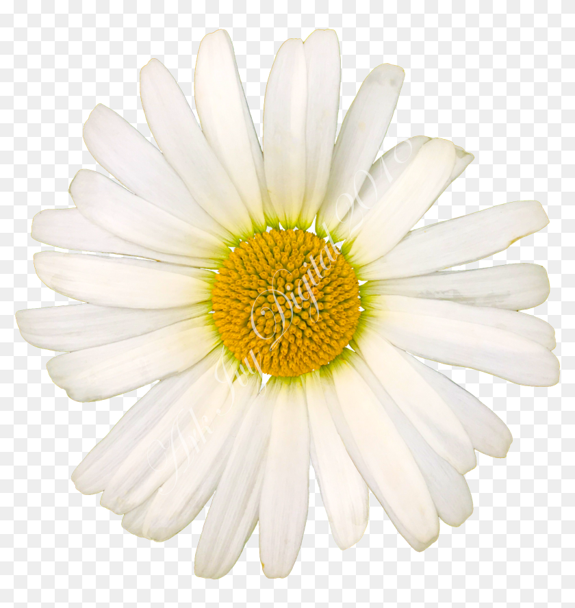 White Daisy - Marguerite Png, Transparent Png - 3024x4032 (#6600753 ...