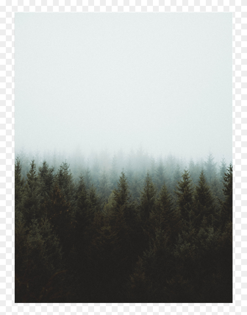 #trees #background #overlay #sky #cloudy #fog - Grove, HD Png Download ...