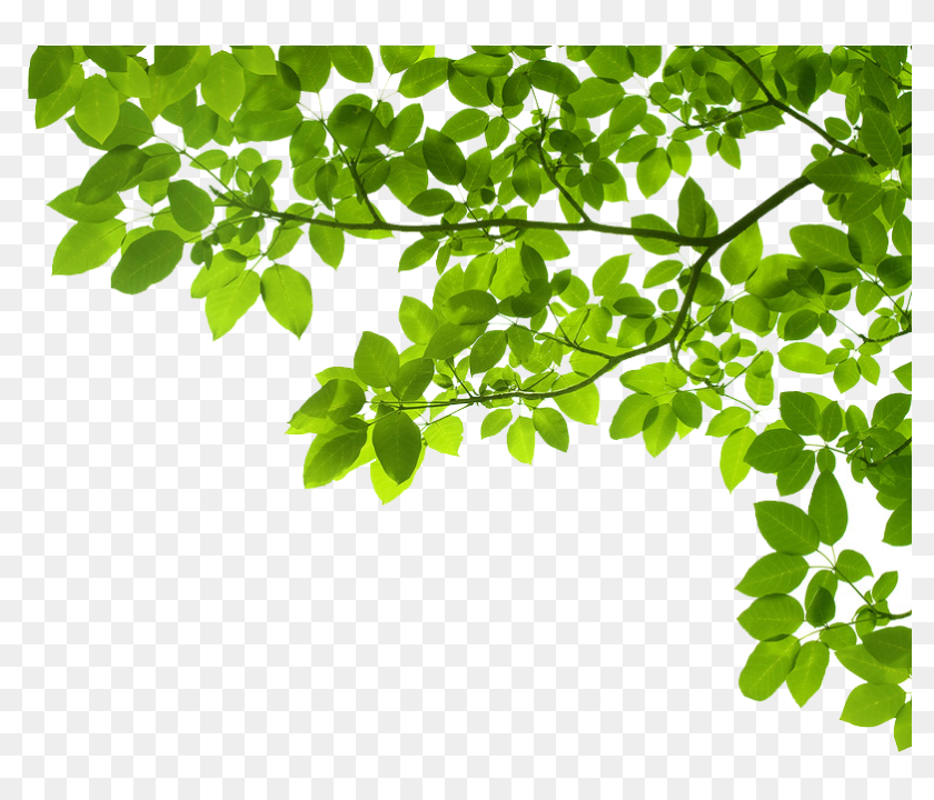 Contact Us - Leaves Frame Free, HD Png Download - 1267x650 (#6673263 ...
