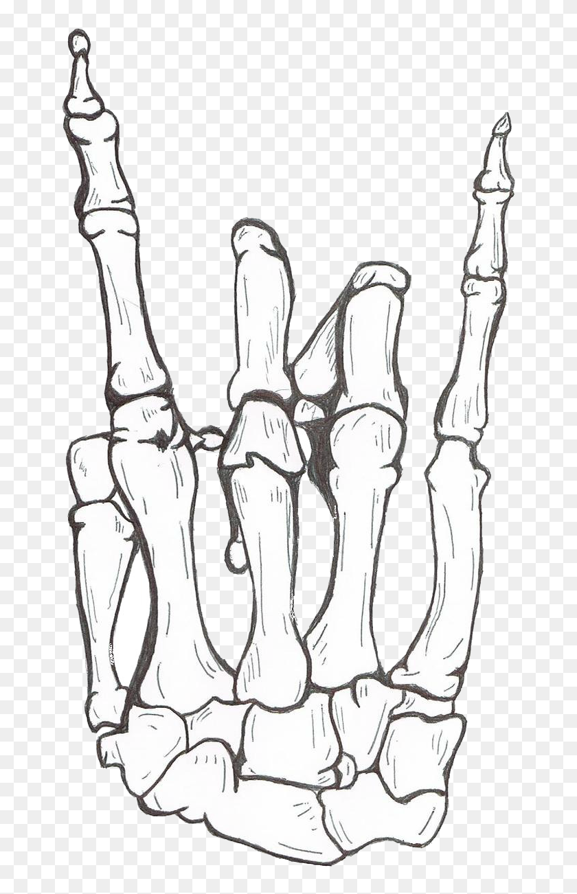 human hand skeleton drawing