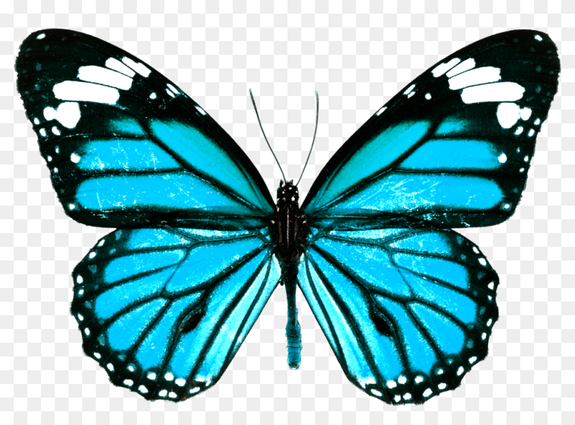 #papillon #butterfly #butterfly #blue #bleu - Orange Butterfly White ...