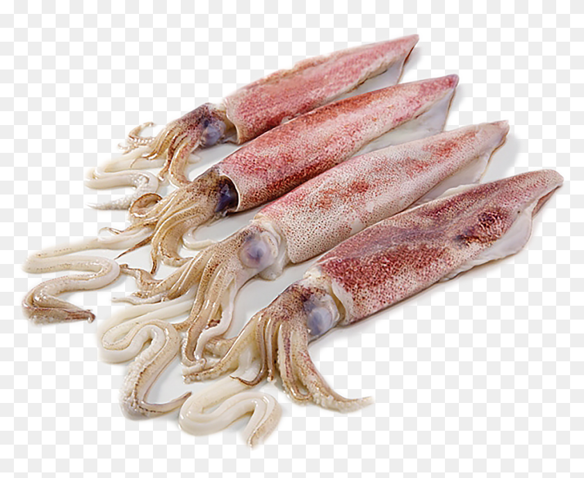 frozen squid hd png download 996x746 6876270 pinpng frozen squid hd png download 996x746