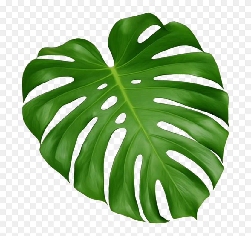 Botanical Vector Delicious Monster - Black Cheese Plant Leaf, HD Png ...