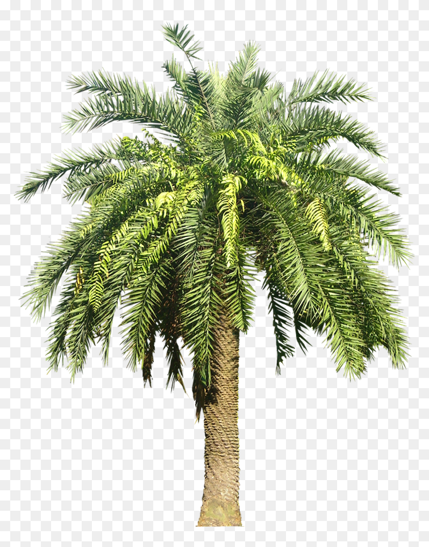 Full File - Dates Palm Tree Png, Transparent Png - 811x1005 (#6891476 ...