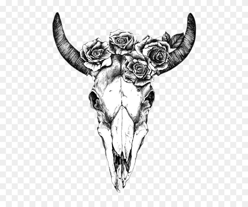 Texas Longhorn Drawing Human Skull Symbolism Bull - Bull Skull, HD Png