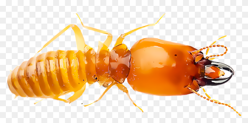 Termite Illustration Termite With White Background Hd Png Download 1000x1000 Pinpng