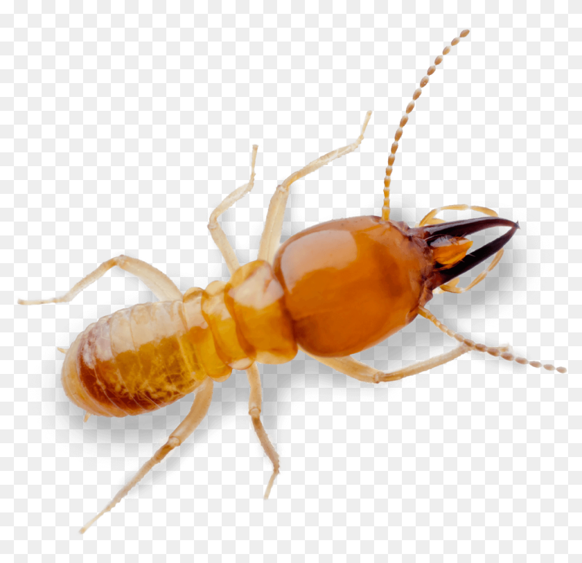 Termite Pest Control Treatment From Sudden Death Termite Hd Png Download 10x1093 Pinpng