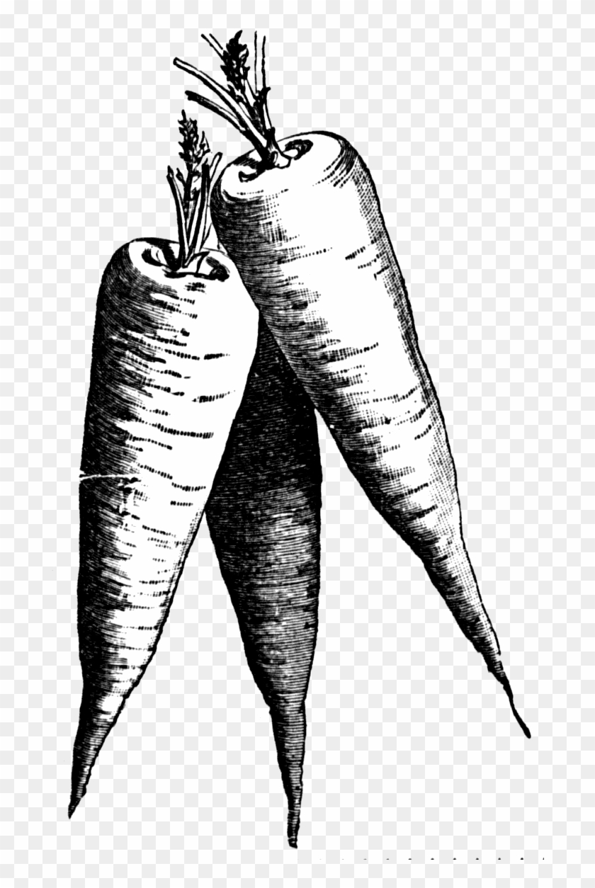 Clipart Free Stock Carrot Clipart Jpeg - Carrot Illustration Black And ...