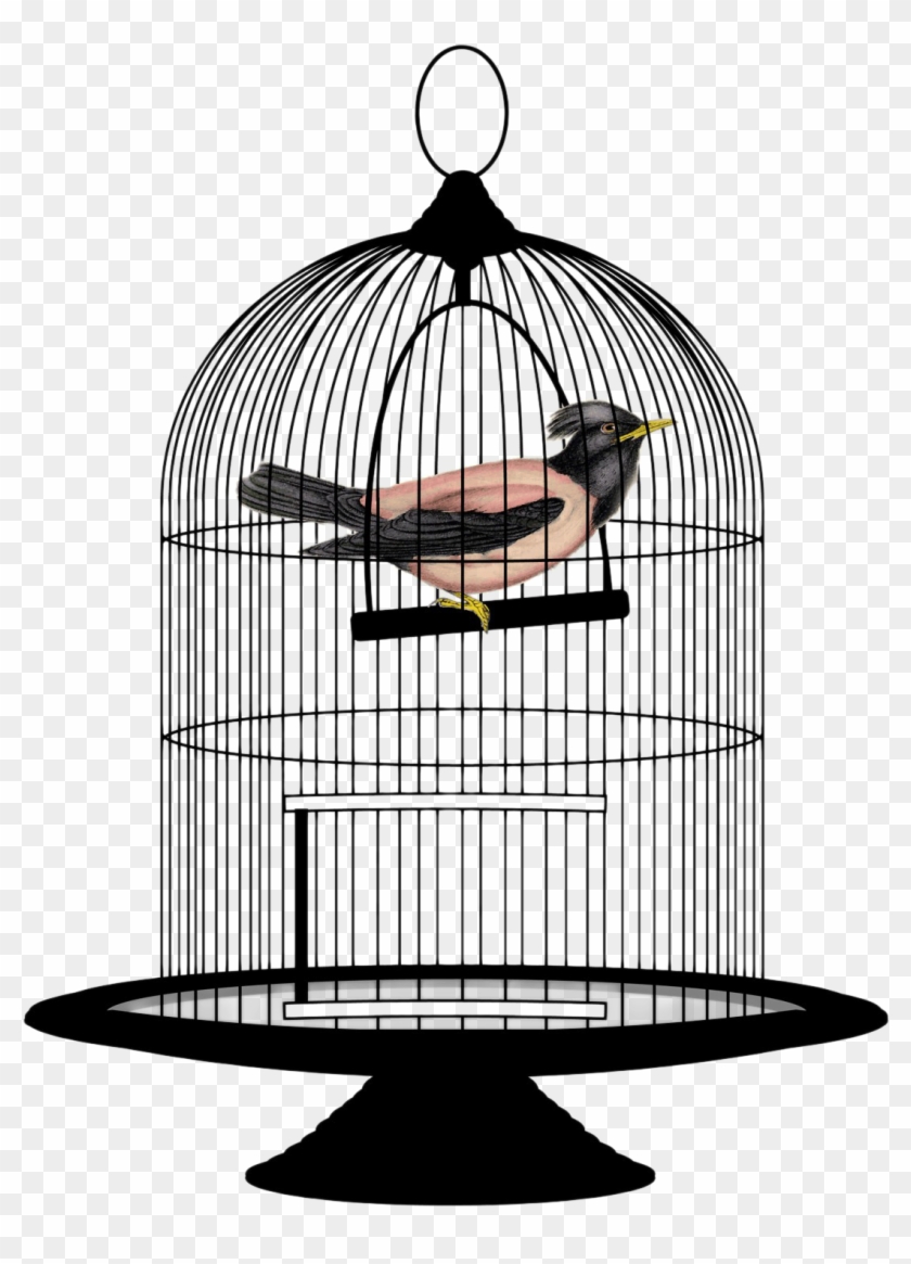 Bird In A Cage Png, Transparent Png(1537x1662) - PinPng 