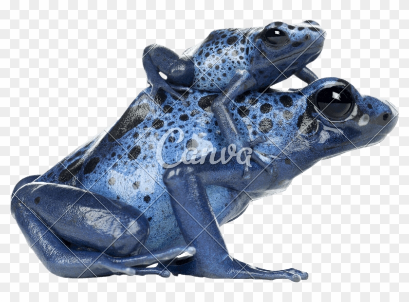 Poison Dart Frog Transparent Poison Dart Frog Amazon Rainforest Rio Hd Png Download 800x540 Pinpng
