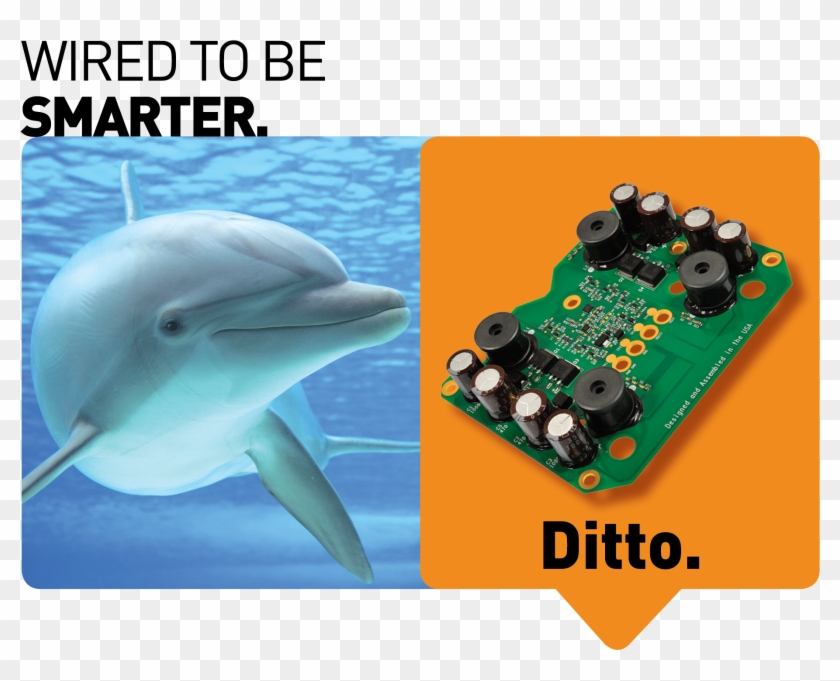 Dolphins Are Considered To Be One Of The Most Intelligent, HD Png