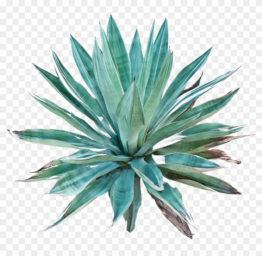 Agave Png, Transparent Png - 819x750 (#753675) - PinPng