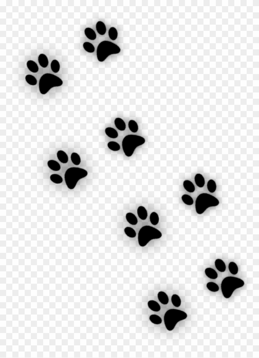 Cat�s Paw,paws,isolated,free Pictures, Free Photos, Kedi Patisi Izi