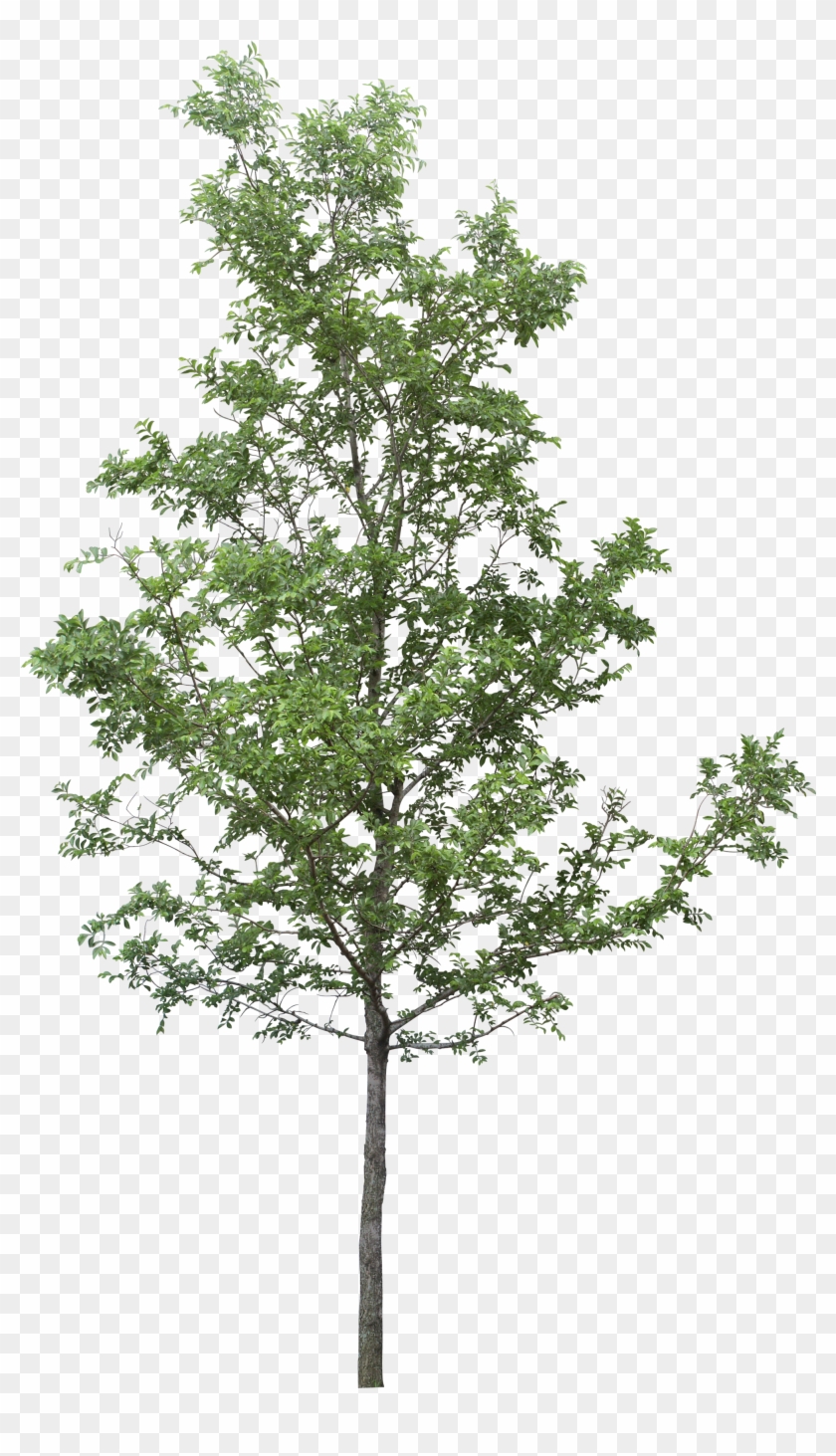 Tree Png, Transparent Png - 2037x3500 (#86765) - PinPng