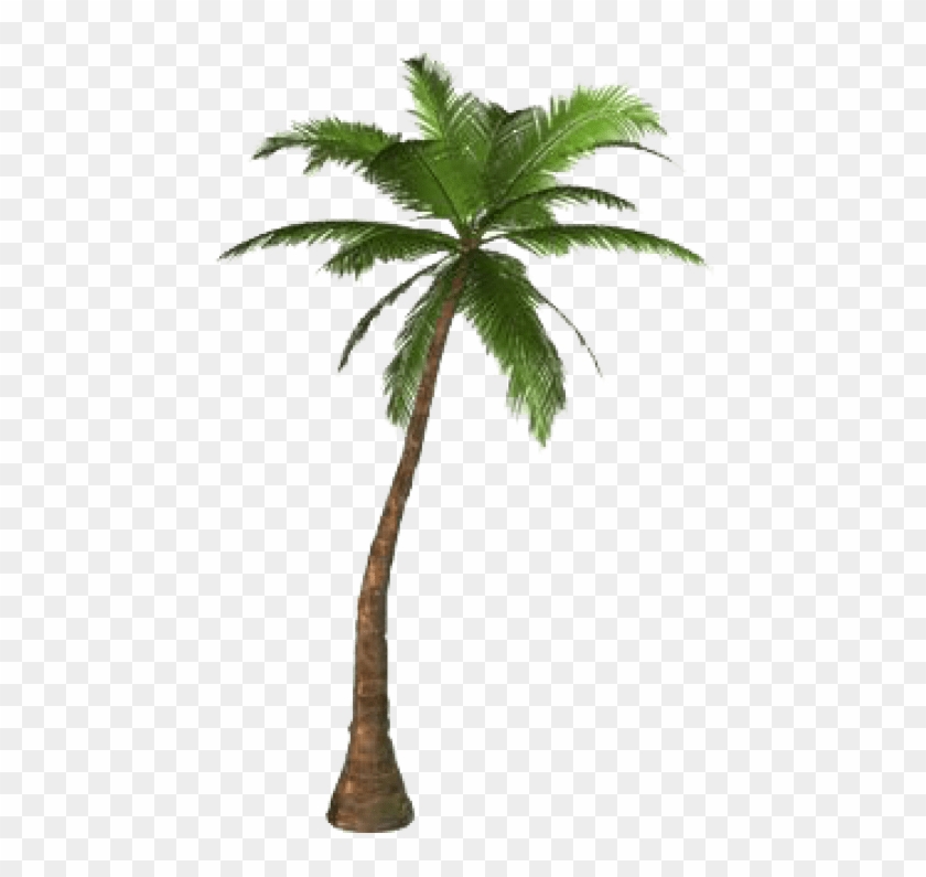 Free Png Download Palm Tree Png Png Images Background - Palm Tree ...