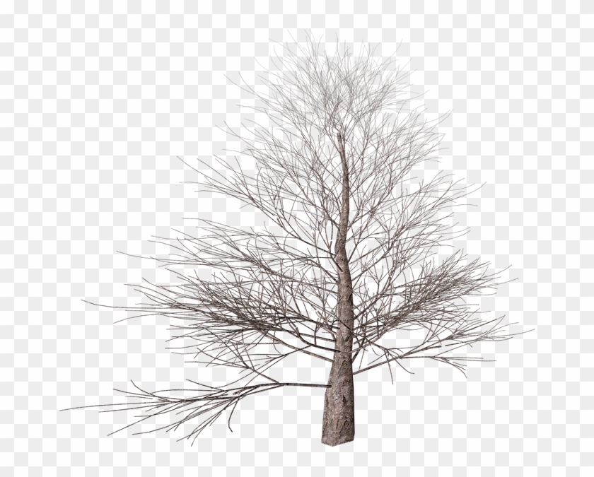 Tree, Png, Isolated, Autumn, Digital Art, Nature, Transparent Png ...