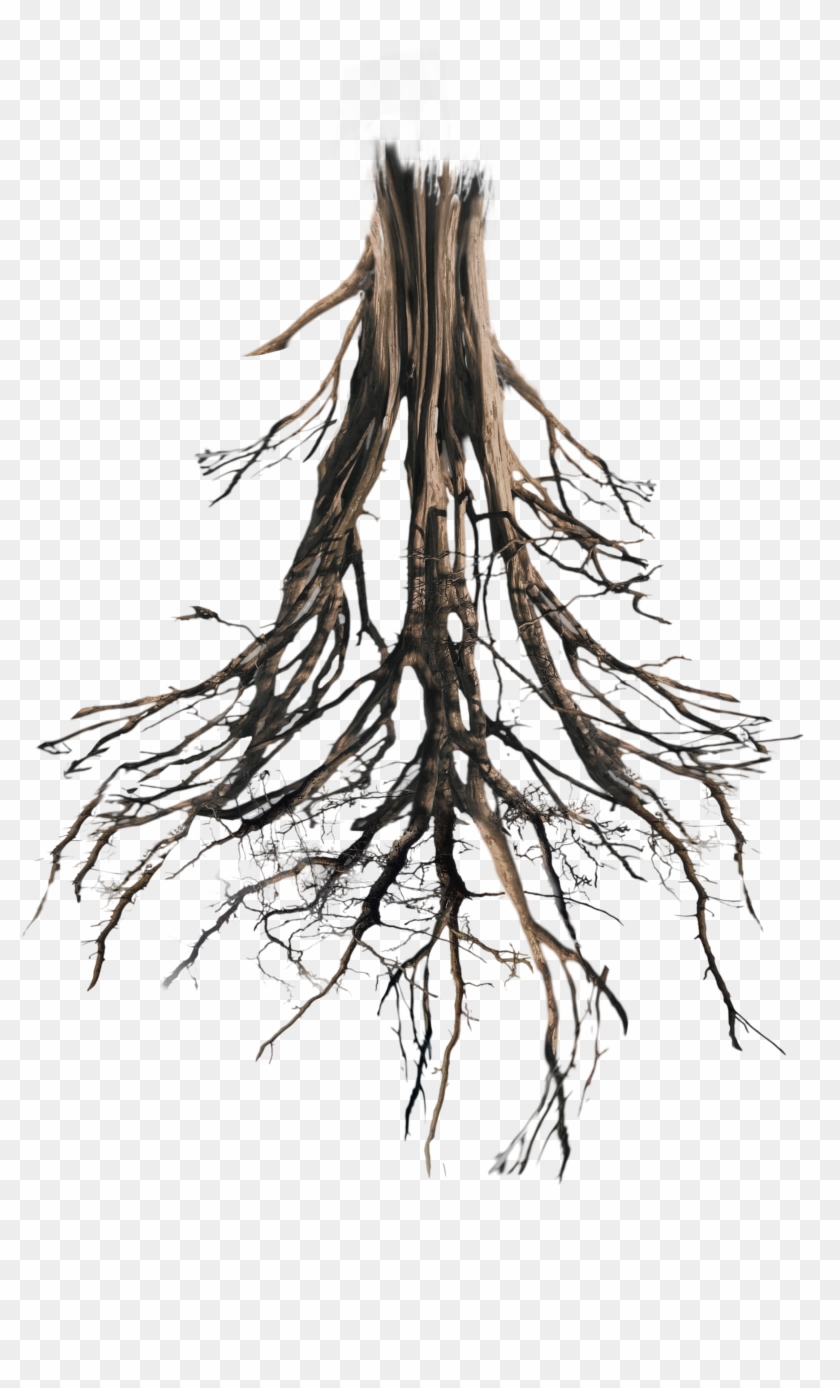 Thanks For Watching - Tree And Roots Png, Transparent Png - 1600x1263 ...