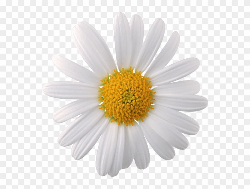 92 - Camomile Png, Transparent Png - 560x554 (#871139) - PinPng