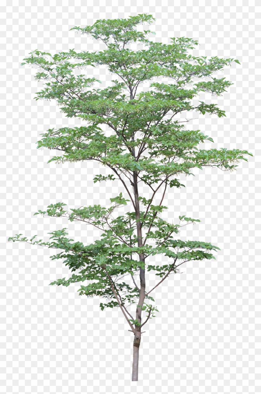 Arbre Arbre Png, Landscape Elements, Landscape Architecture ...