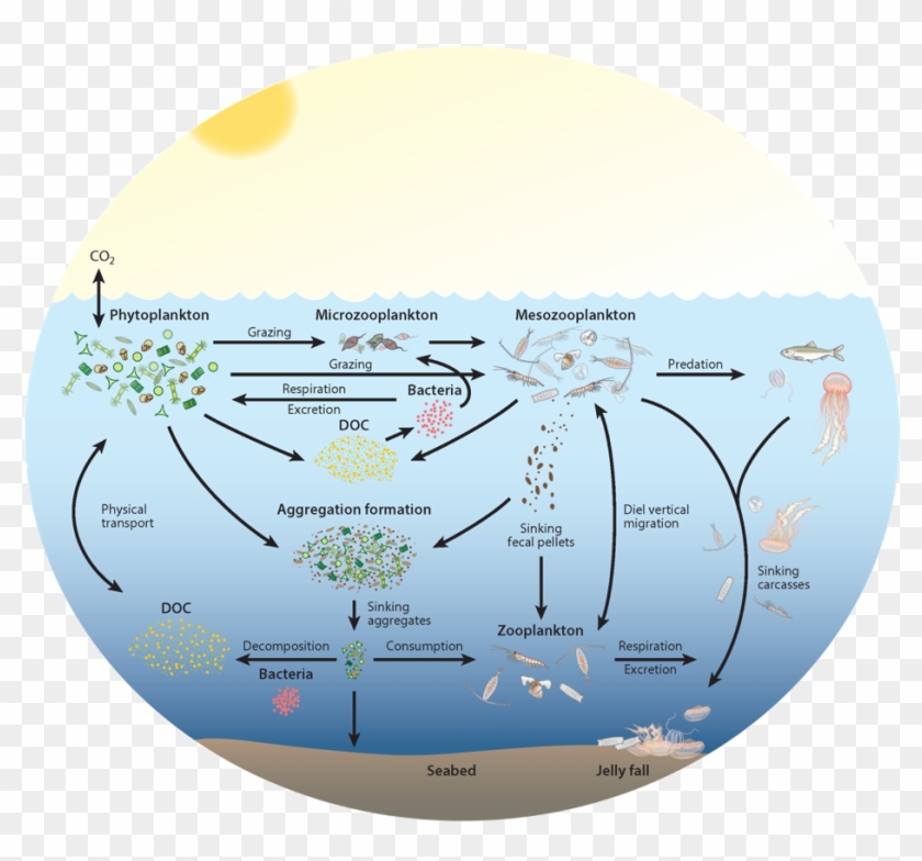 Zooplankton Play A Key And Diverse Role In The Ocean - Circle, HD Png ...