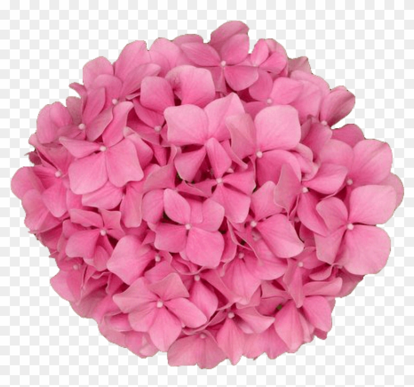 Pink Flower Cartoon png download - 2400*2400 - Free Transparent