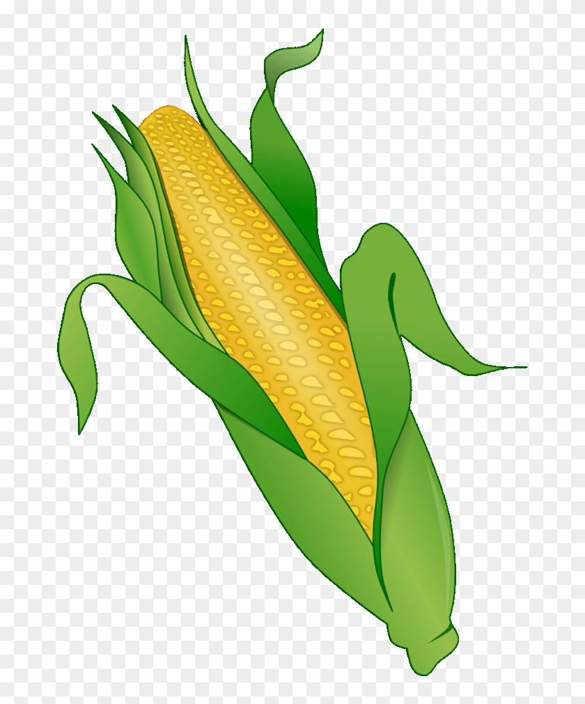 Fall Clipart Corn Stalk Illustration Hd Png Download X