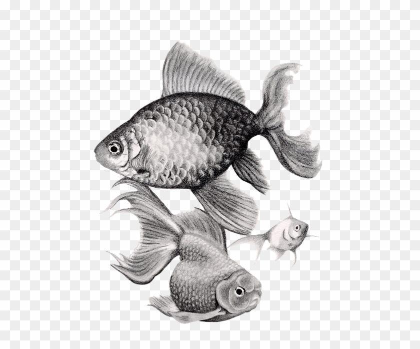 Drawn Goldfish Hyper - 2 Gold Fish Drawing, HD Png Download - 558x700 ...