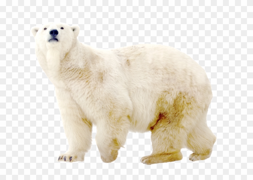 Polar White Bear Png - Polar Bear White Png, Transparent Png ...