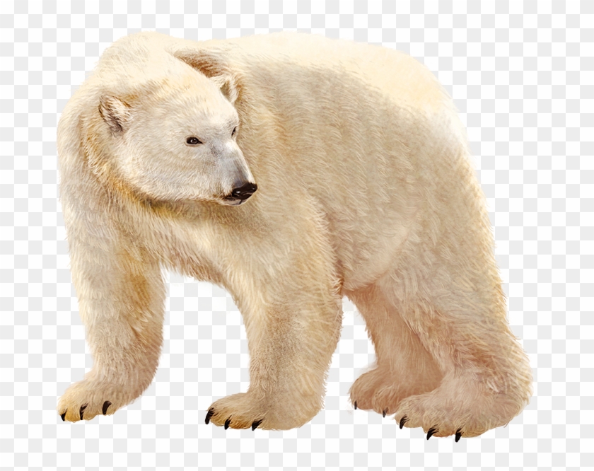 Urso Polar Em Png, Transparent Png - 856x719 (#983471) - PinPng